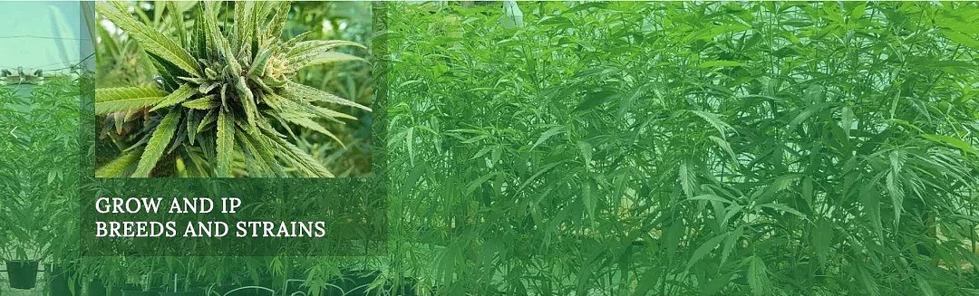 医用大麻“颠覆”全球资本市场，ASX上市公司The Hydroponics Company 广受投资者关注 - 2