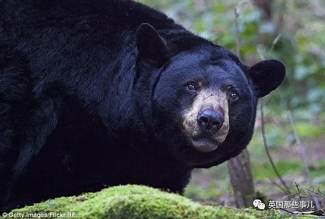 守护黑熊28年却惨死林间，人们说她死在熊爪之下…真相却令人心碎（组图） - 11