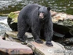 守护黑熊28年却惨死林间，人们说她死在熊爪之下…真相却令人心碎（组图） - 13