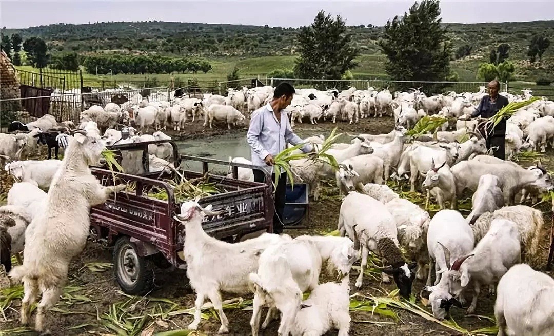 中国竟然干掉一片千年沙漠！全世界都坐不住了（组图） - 29