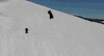 小熊奋力爬悬崖的视频火了，背后的真相竟然这么黑暗，拍摄者也被喷惨了...（组图） - 1