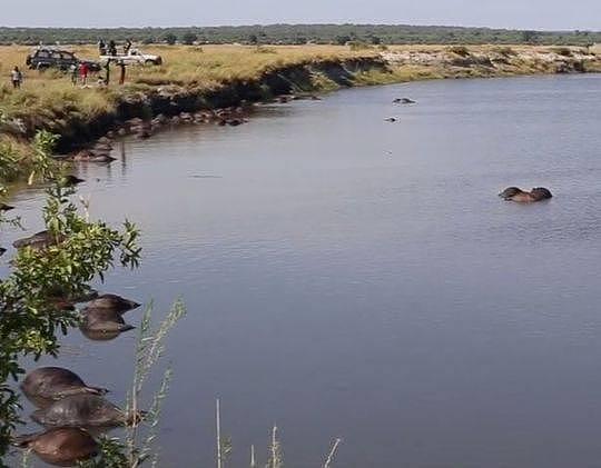 浮尸满河！400多头水牛被狮群追赶 跳入河中被淹死