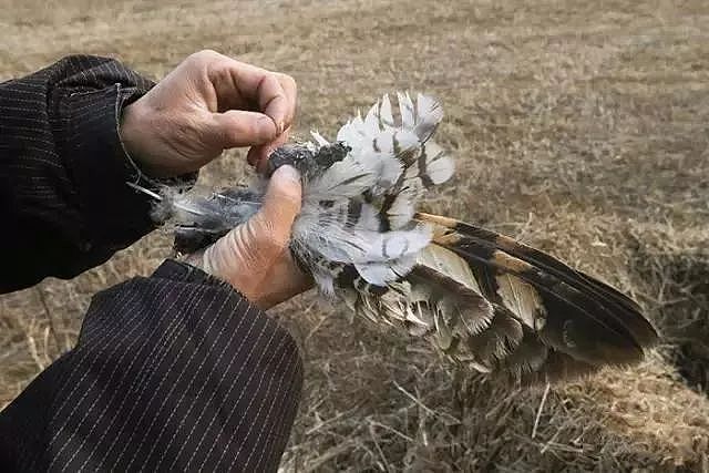 无数动物被摆拍致死…不尊重生命，不配叫摄影师（组图） - 35