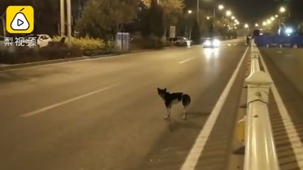 Dog in road