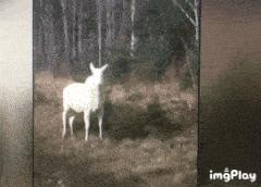 加拿大惊现罕见的“白精灵”驼鹿 网络疯传（组图） - 5
