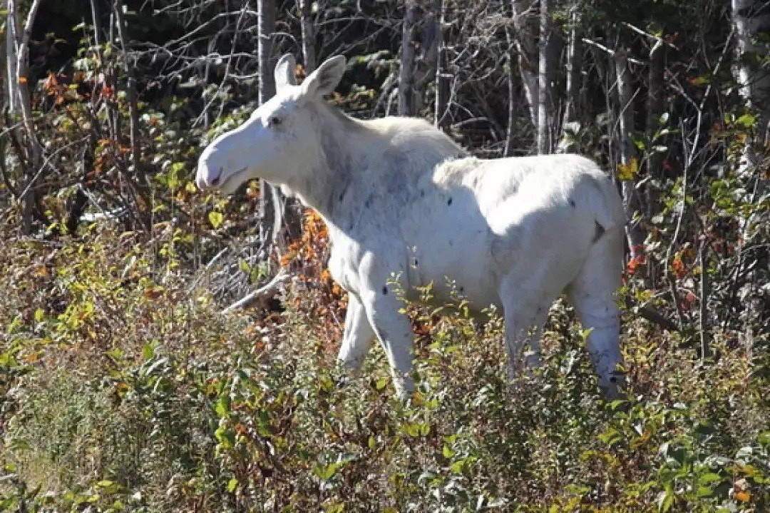 加拿大惊现罕见的“白精灵”驼鹿 网络疯传（组图） - 6