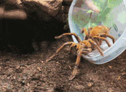 吓！世界最大蜘蛛就在多伦多，捕鸟吞蛇不带怕的...（组图） - 5