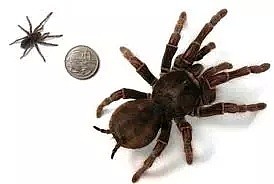 吓！世界最大蜘蛛就在多伦多，捕鸟吞蛇不带怕的...（组图） - 7