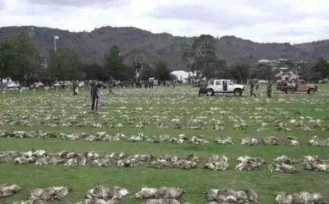 为抢鲍鱼，华人大妈顶着大浪，全副武装，累个半死！上帝太偏心！好东西都给澳洲了！（组图） - 42