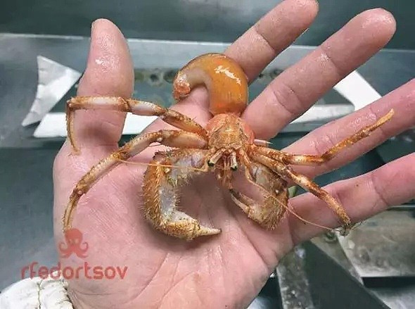 慎点：那个专门放稀奇古怪鱼类的俄罗斯渔夫，吓得网友们快要喊停了（组图） - 30