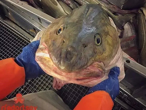 慎点：那个专门放稀奇古怪鱼类的俄罗斯渔夫，吓得网友们快要喊停了（组图） - 32