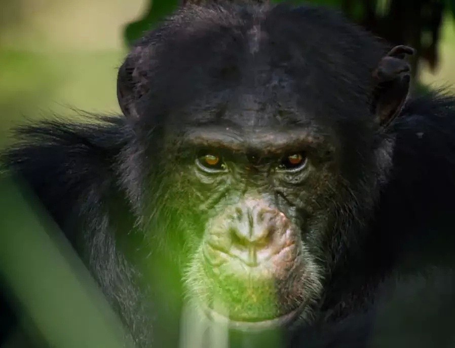 这只黑猩猩首领称王之路里的权谋与狗血，简直比宫斗剧还精彩！（组图） - 1
