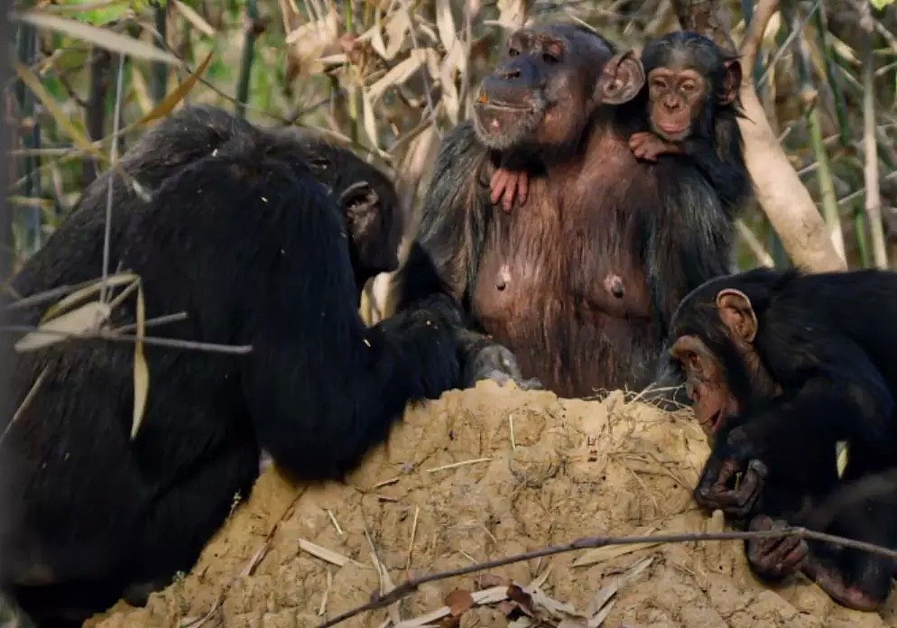 这只黑猩猩首领称王之路里的权谋与狗血，简直比宫斗剧还精彩！（组图） - 2