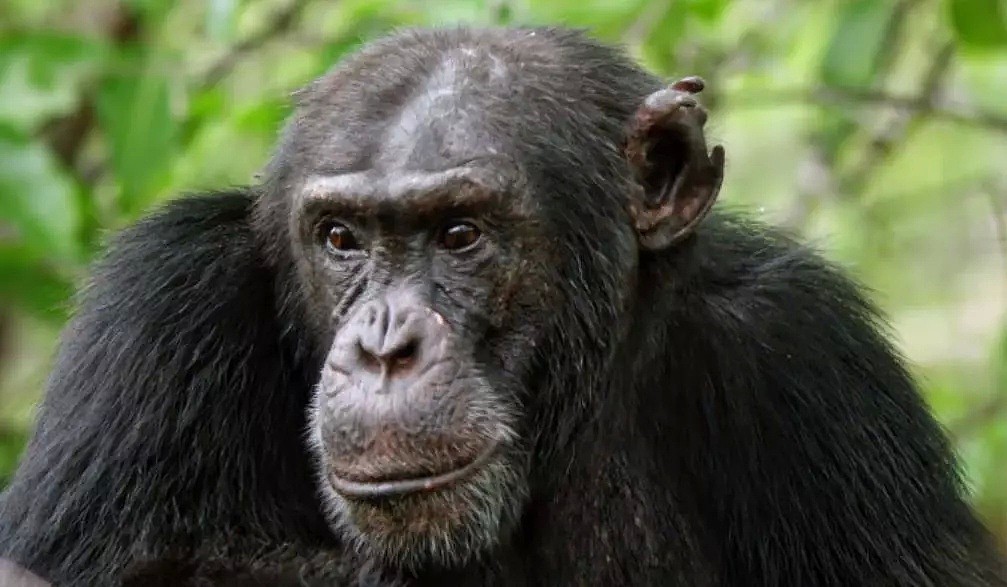 这只黑猩猩首领称王之路里的权谋与狗血，简直比宫斗剧还精彩！（组图） - 3