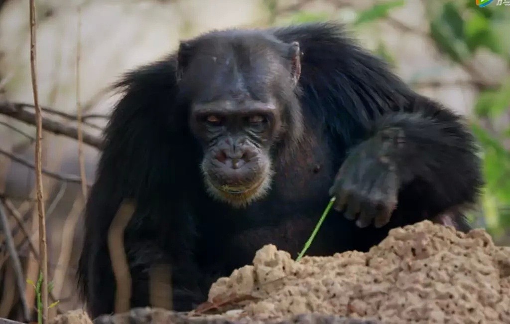 这只黑猩猩首领称王之路里的权谋与狗血，简直比宫斗剧还精彩！（组图） - 6