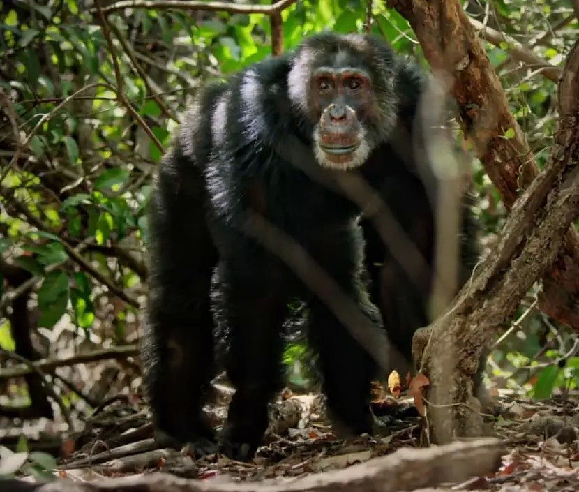 这只黑猩猩首领称王之路里的权谋与狗血，简直比宫斗剧还精彩！（组图） - 10