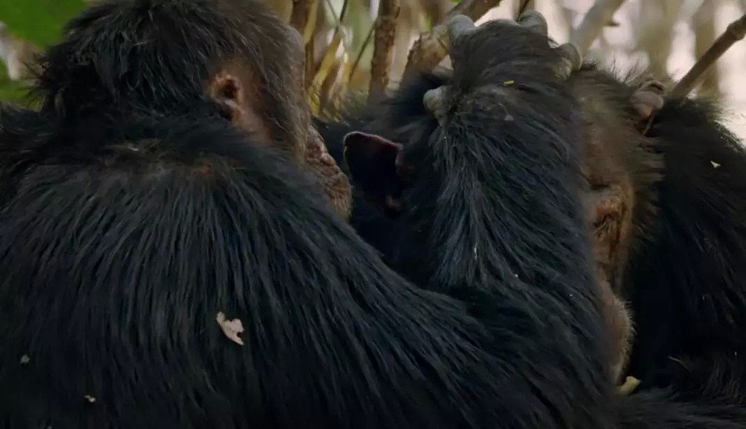 这只黑猩猩首领称王之路里的权谋与狗血，简直比宫斗剧还精彩！（组图） - 11