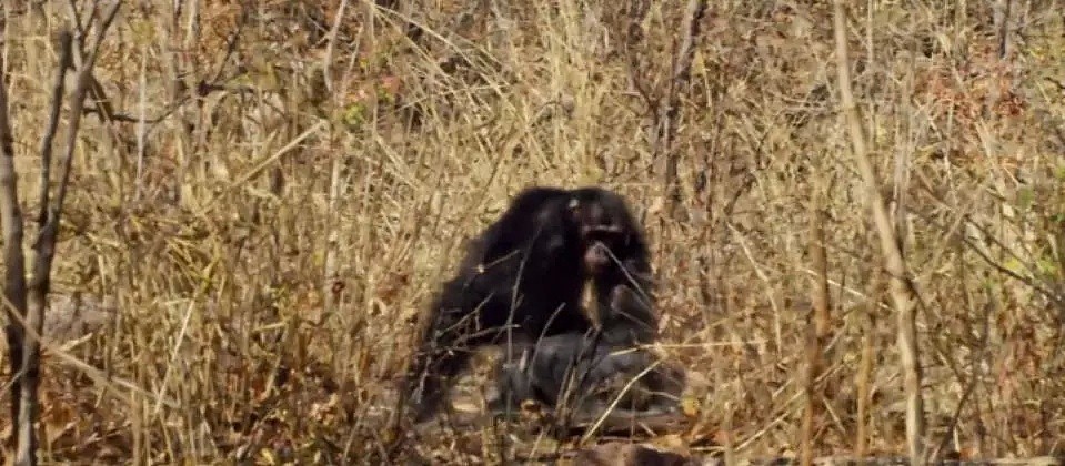 这只黑猩猩首领称王之路里的权谋与狗血，简直比宫斗剧还精彩！（组图） - 12