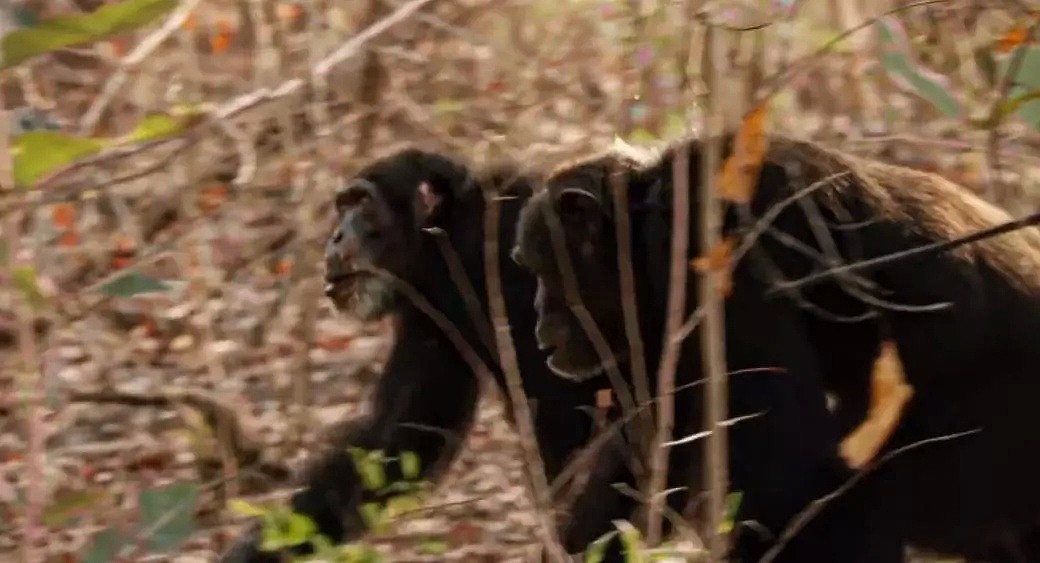 这只黑猩猩首领称王之路里的权谋与狗血，简直比宫斗剧还精彩！（组图） - 18