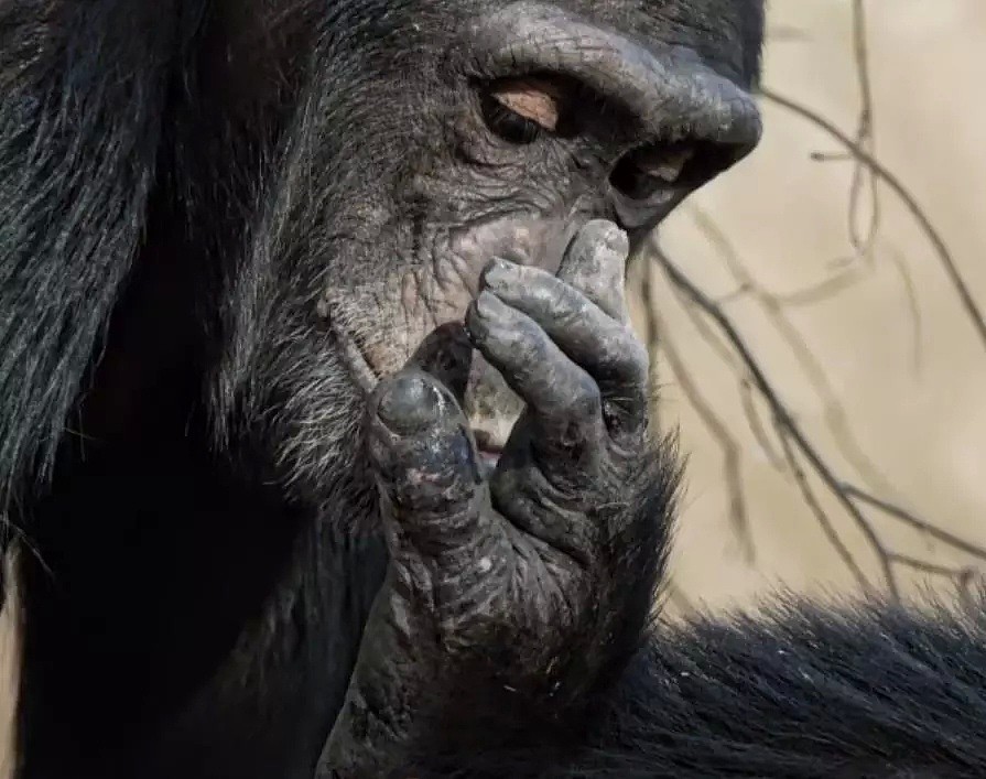 这只黑猩猩首领称王之路里的权谋与狗血，简直比宫斗剧还精彩！（组图） - 25
