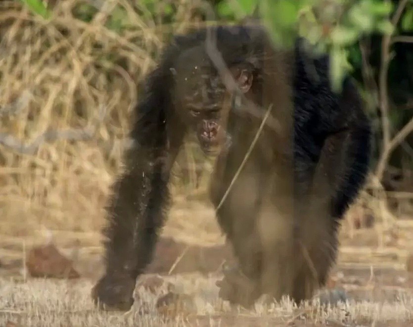 这只黑猩猩首领称王之路里的权谋与狗血，简直比宫斗剧还精彩！（组图） - 33