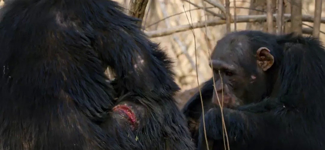 这只黑猩猩首领称王之路里的权谋与狗血，简直比宫斗剧还精彩！（组图） - 41