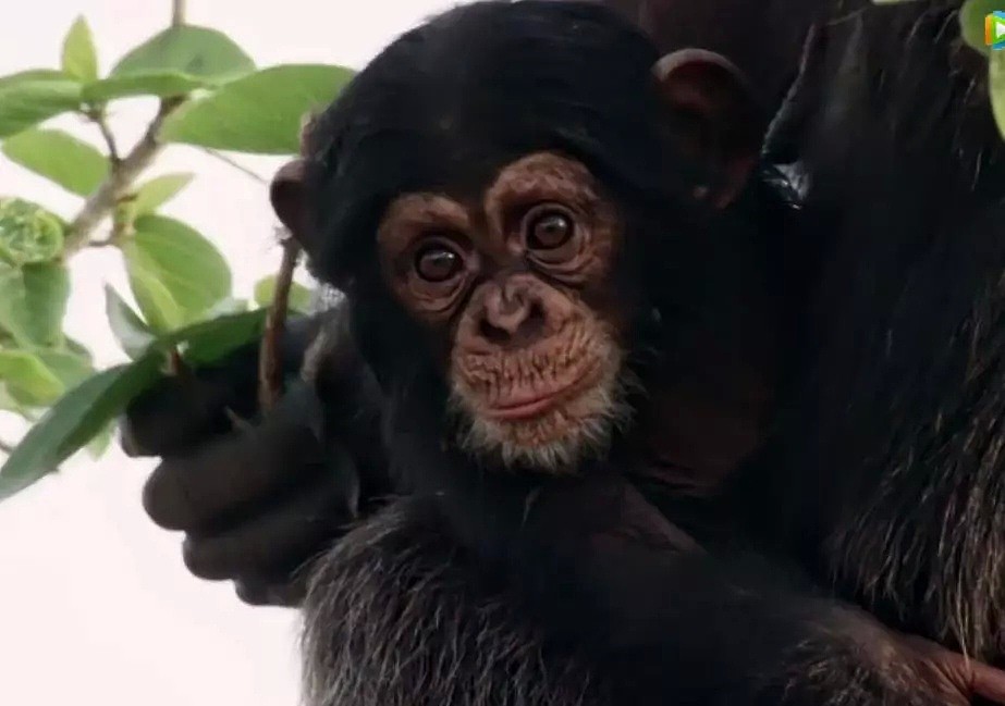这只黑猩猩首领称王之路里的权谋与狗血，简直比宫斗剧还精彩！（组图） - 50