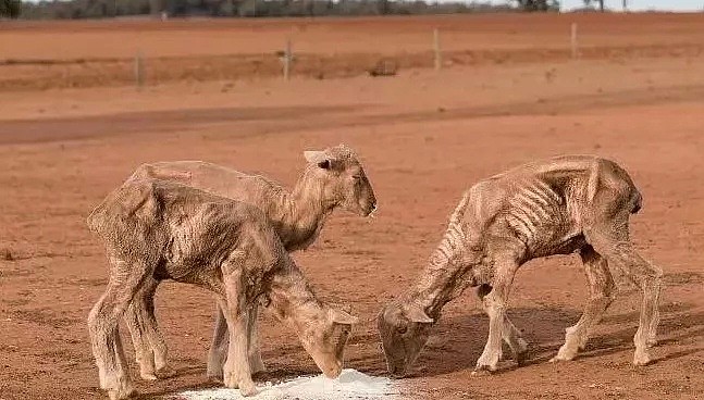 一张照片看哭所有人！澳洲老人的下跪，被逼无奈卖掉家畜。危难时刻, 一群可爱的人守护着澳洲！（组图） - 8
