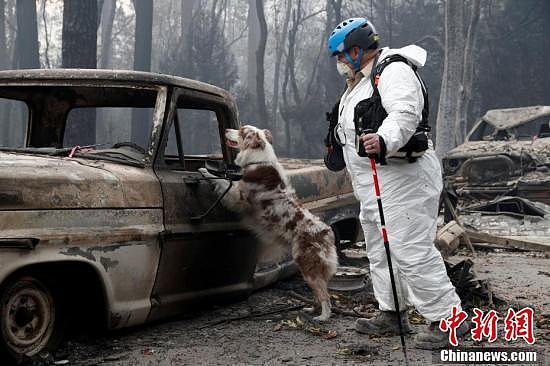 美国加州山火遇难人数不断上升 寻尸犬进入天堂镇