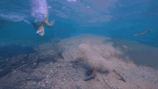 澳洲海底拍到的惊人一幕，看得令人窒息，更可怕的是，它跑到我们的身体里了...（组图） - 2