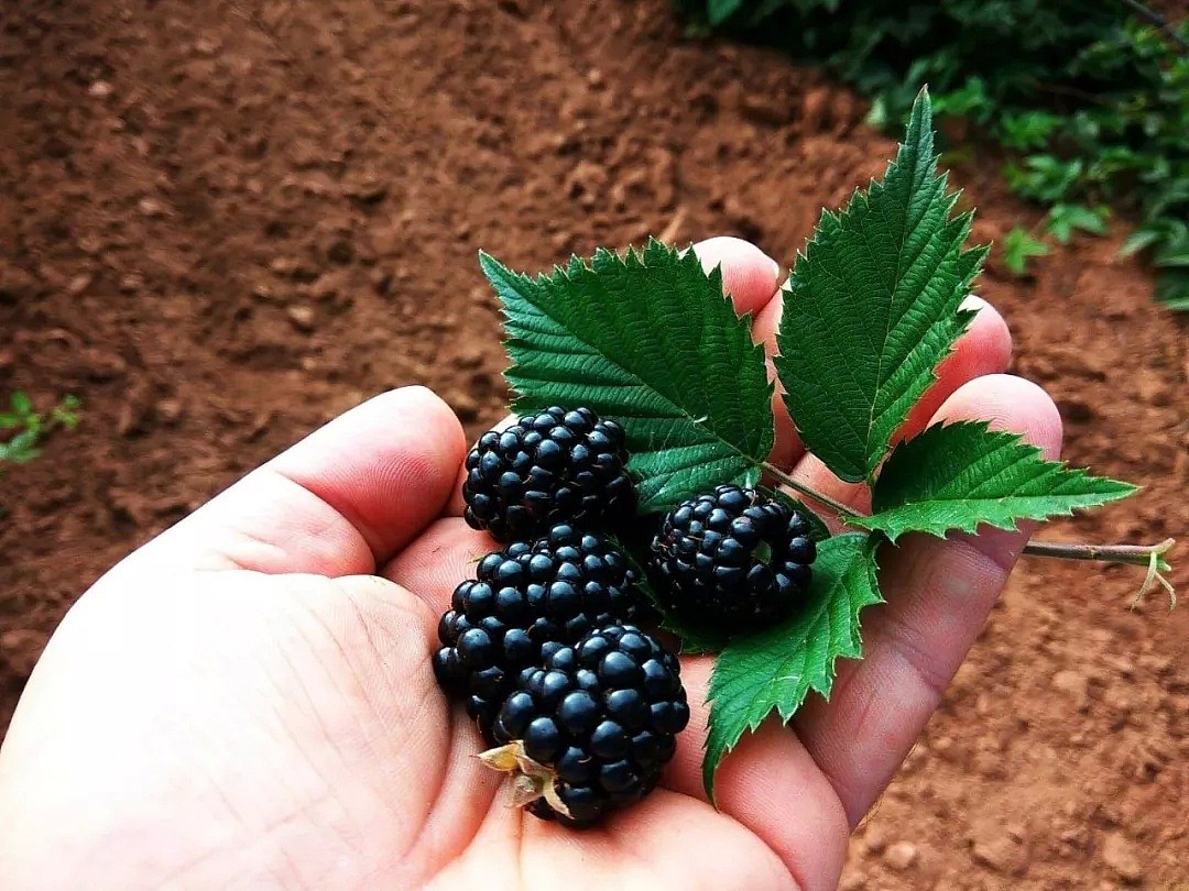 摘樱桃咯！新州5大水果采摘最佳去处，樱桃、草莓、蓝莓快熟了，采摘攻略全在此！(组图） - 11