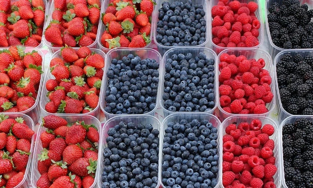 摘樱桃咯！新州5大水果采摘最佳去处，樱桃、草莓、蓝莓快熟了，采摘攻略全在此！(组图） - 12