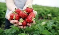 摘樱桃咯！新州5大水果采摘最佳去处，樱桃、草莓、蓝莓快熟了，采摘攻略全在此！(组图） - 14