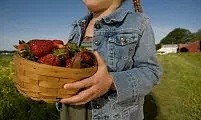 摘樱桃咯！新州5大水果采摘最佳去处，樱桃、草莓、蓝莓快熟了，采摘攻略全在此！(组图） - 16