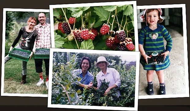 摘樱桃咯！新州5大水果采摘最佳去处，樱桃、草莓、蓝莓快熟了，采摘攻略全在此！(组图） - 17