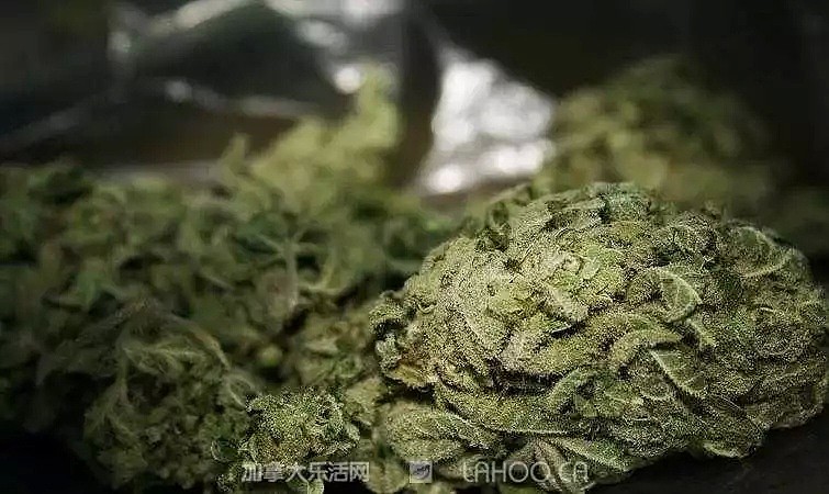 大麻合法的恶果！18岁华裔从加拿大带回两箱大麻回国，面临死刑！（组图） - 2