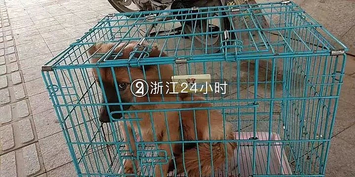 视频曝光！温州流浪狗咬伤73人，最小仅2岁…警方仍在搜捕（视频/组图） - 1