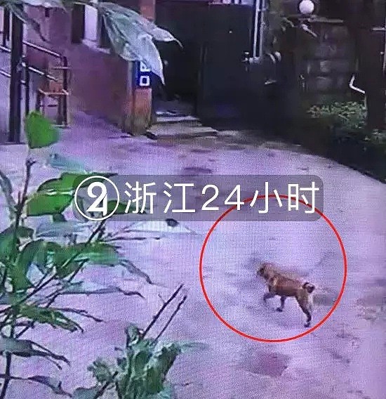视频曝光！温州流浪狗咬伤73人，最小仅2岁…警方仍在搜捕（视频/组图） - 2