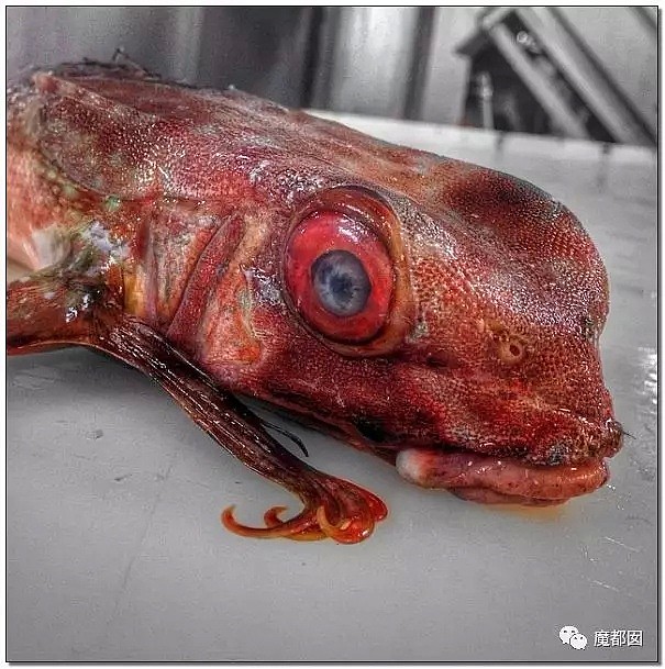 俄罗斯渔夫网上捕捞到的深海怪物，惊吓全世界！（组图） - 10