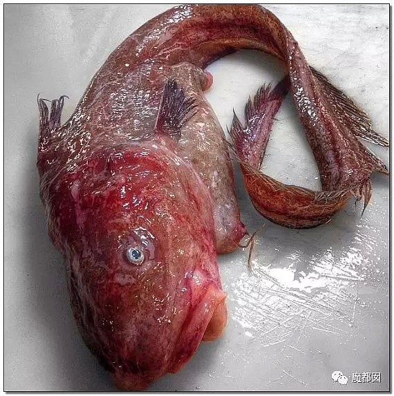 俄罗斯渔夫网上捕捞到的深海怪物，惊吓全世界！（组图） - 11