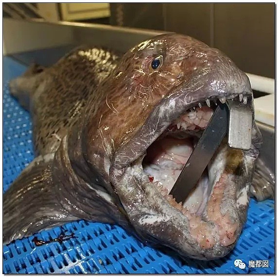 俄罗斯渔夫网上捕捞到的深海怪物，惊吓全世界！（组图） - 13