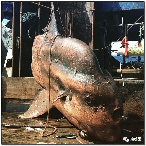 俄罗斯渔夫网上捕捞到的深海怪物，惊吓全世界！（组图） - 17