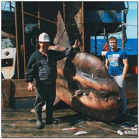 俄罗斯渔夫网上捕捞到的深海怪物，惊吓全世界！（组图） - 18