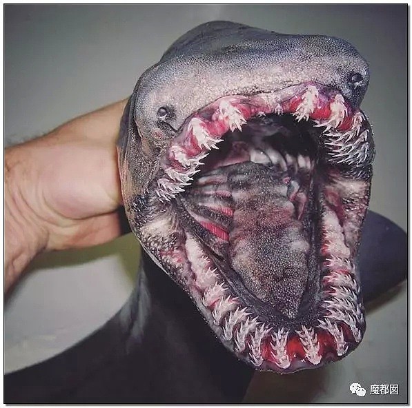 俄罗斯渔夫网上捕捞到的深海怪物，惊吓全世界！（组图） - 20
