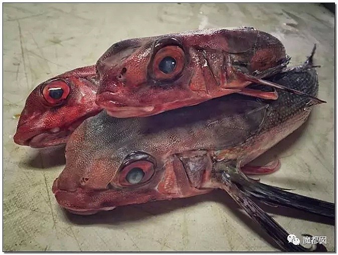 俄罗斯渔夫网上捕捞到的深海怪物，惊吓全世界！（组图） - 28