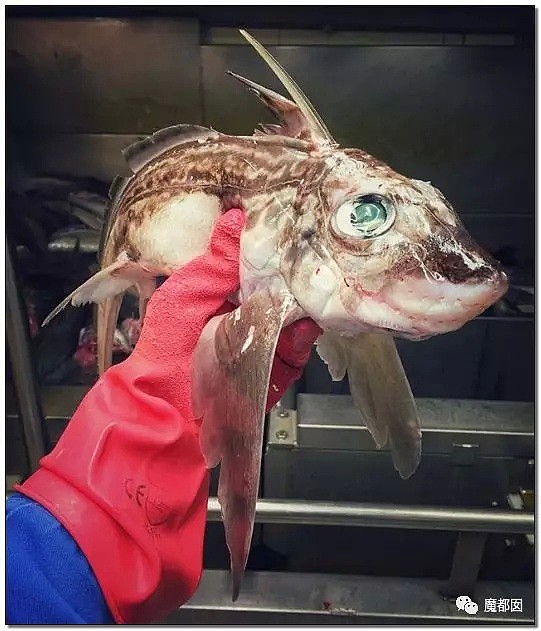 俄罗斯渔夫网上捕捞到的深海怪物，惊吓全世界！（组图） - 29