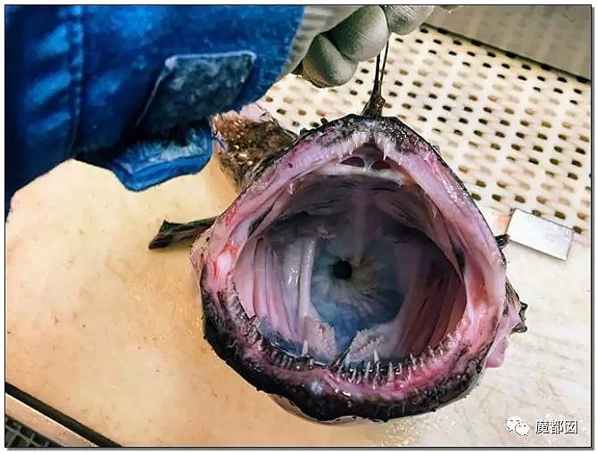 俄罗斯渔夫网上捕捞到的深海怪物，惊吓全世界！（组图） - 30