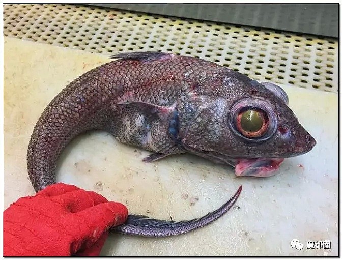 俄罗斯渔夫网上捕捞到的深海怪物，惊吓全世界！（组图） - 31