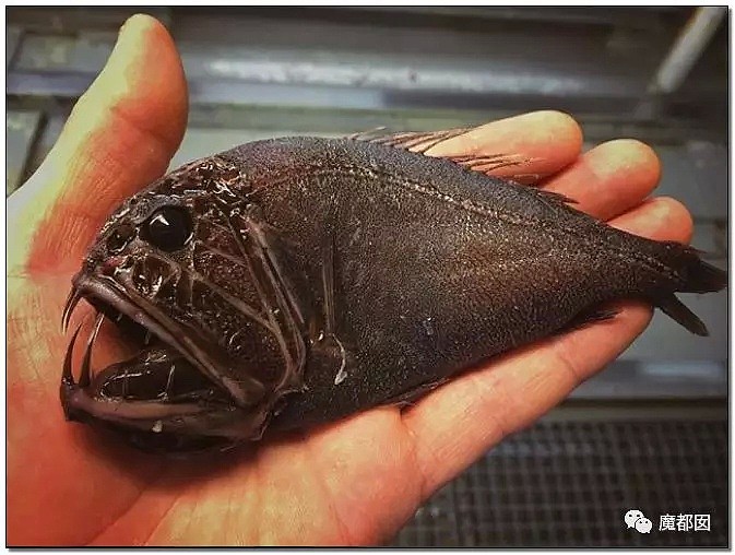 俄罗斯渔夫网上捕捞到的深海怪物，惊吓全世界！（组图） - 34