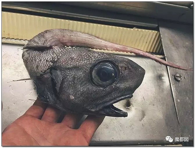 俄罗斯渔夫网上捕捞到的深海怪物，惊吓全世界！（组图） - 37